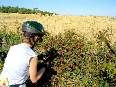 Roadside Raspberries.